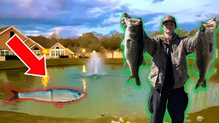 Fishing with MASSIVE Soft GLIDEBAIT in TINY POND Big Bass Caught [upl. by Haras915]