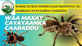 Waxbadan ka Ogow Cayayaanka Caaradda [upl. by Orbadiah]