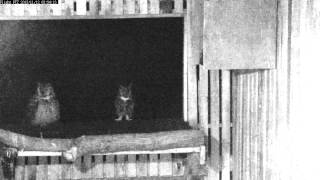 Wild Pair of Great Horned Owls Hooting [upl. by Bolt]