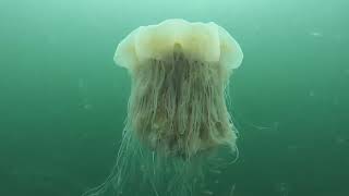 Lions Mane Jellyfish [upl. by Leach]