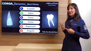 Anatomia Dental características gerais dos dentes [upl. by Pembroke]