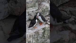 Puffins Billing at Bempton Cliffs [upl. by Tewfik]