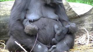 Gorillas Burgers Zoo 23 September 2013  part 9 [upl. by Roselle762]