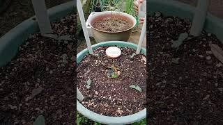 planting and caring for cucumbers in pots [upl. by Emarej]