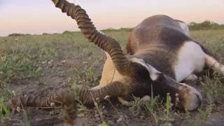 Blackbuck Antelope [upl. by Wenoa]