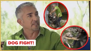 Breaking up a dog fight  Cesar 911 [upl. by Lairret]