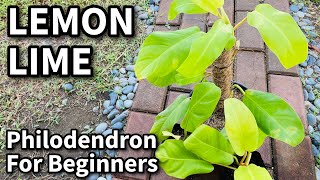 Philodendron para sa Beginners  Lemon Lime Plant Care [upl. by Rabah291]