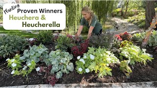 Planting Proven Winner Heuchera amp Heucherella [upl. by Longawa]