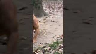 Angry Pitbull Terrier barking [upl. by Chirlin983]