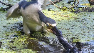 BLACKCROWNED NIGHT HERON EATS EELLIKE SALAMANDER [upl. by Olsen]