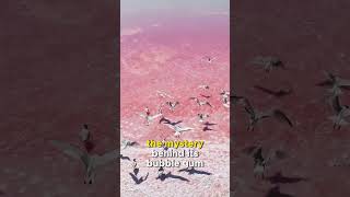 Lake Hilliers Pink Waters shorts shortvideo short nature travel science australia lake [upl. by Malvia]