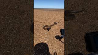 We just found the most venomous snake in the world the Inland taipan  Fierce snake [upl. by Merceer717]