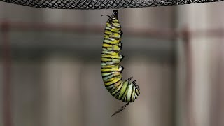 Monarch Caterpillar Changes to a Chrysalis [upl. by Fife]