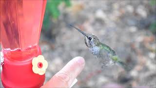 How to tame wild hummingbirds [upl. by Esyak]