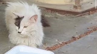 The thin and emaciated stray cat who has amazing transformation after rescued [upl. by Henigman]