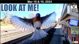 BLUEBIRD FLASHES THE CAMERA SNOW IN FLAGSTAFF FAMILY LINE amp HORIZON ENGINES WEED SPRAYER UPCLOSE [upl. by Atimad]