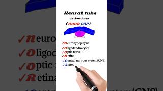 neural tube derivatives mnemonic [upl. by Kolnick]