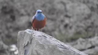 イソヒヨドリの鳴き声 blue rockthrush Monticola solitarius 屋久島 yakushima [upl. by Grubman]