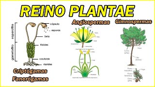 REINO PLANTAE Criptogamas Algas Musgos Fanerogamas Gymmnosperma Angiosperma Monocotiledoneas [upl. by Dnomasor]