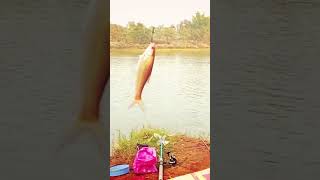 fish catching video ll Mrigal fish ll catch fish catching ll 🎣🎣🐟🐟 shortsviral shortsfeed shorts [upl. by Wiebmer338]