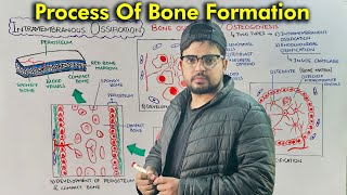 Steps of Bone Development Intramembranous Ossification Part 1 [upl. by Ahsitauq]