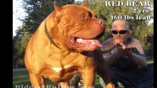 Red Bear  Biggest Bully Pitbull [upl. by Oir]