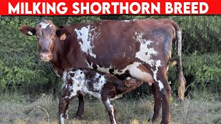 ⭕ Milking Shorthorn Breed ✅ Dairy Cows [upl. by Eatnoid]