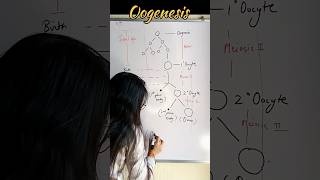 Oogenesis easy draw  Formation of female gamete Ovum shorts short youtubeshorts science [upl. by Aissenav]