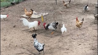 Introducing Chickens and Roosters to Chicken Flock [upl. by Nerral]