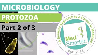 Protozoa  Microbiology  USMLE STEP 1  Part 2 of 3 [upl. by Ck830]