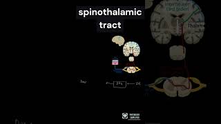 Spinothalamic tract  Anterolateral pathway  Ascending tract [upl. by Aicilav]