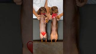 DACHSHUNDS dance to RED disney minidachshund puppy descendants dacshund cute cutepuppy dog [upl. by Yanffit]