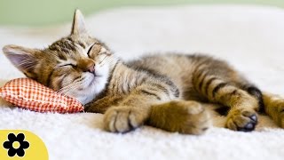 8 Hour Relaxing Sleep Music Calm Music Soft Music Instrumental Music Sleep Meditation ✿2479C [upl. by Miki807]