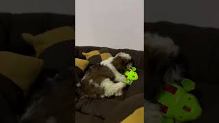 Snobbys new bed puppy cute shiztzu pets petlover doglover [upl. by Lonna562]