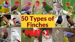 50 Types of finches Finch bird varieties 50 Types of finches with names Part  2 [upl. by Etom]