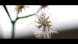 Little Things That Matter  1 Minute Nature Video [upl. by Ottilie]