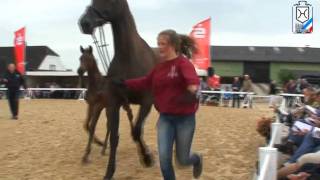 Stallion Lasino  Filly  Holstein Horse Breed [upl. by Notaek]