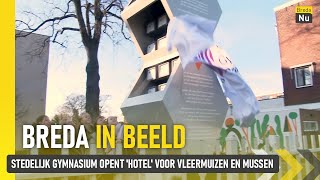 Stedelijk Gymnasium opent hotel voor vleermuizen en mussen  Breda in Beeld [upl. by Ccasi]