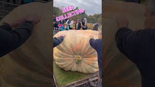 Big pumpkin  Collecting seeds from Hagrid pumpkin halloween [upl. by Marcellus]