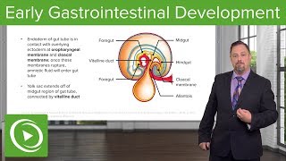 Early Gastrointestinal Development – Embryology  Lecturio [upl. by Katz74]