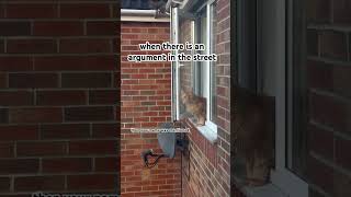 Very nosey neighbor funny cat shorts [upl. by Nolyd]