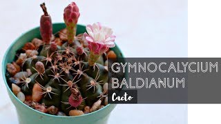 GYMNOCALYCIUM BALDIANUM [upl. by Rajewski245]