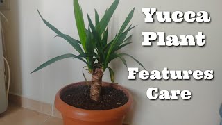 Yucca Plant Features and Care Useful Things [upl. by Gorey]