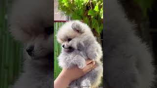 POMERANIAN 101 UNDER 60 SECONDS [upl. by Werna]