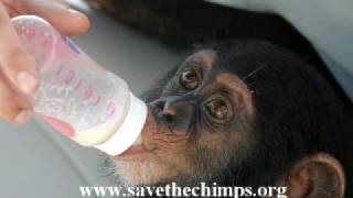 Save the Chimps  Baby Chimp Mel Finds A Family [upl. by Ehr47]