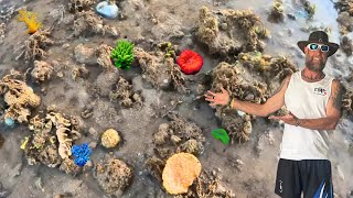 FAVOURITE CORAL EXPEDITION HIGHLIGHTS 🤙🏽 SWS PT1 [upl. by Tomkiel]