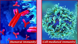 Humoral immunity and Cell mediated immunity [upl. by Prouty]