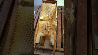 Frames with Wonky Comb amp Cross Comb beekeeping beekeeper beehive honey beeswax bees [upl. by Alocin]