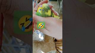 My Budgies Babies And PetsMy Tame Budgy 🫣birds budgies hafsa petsshorts [upl. by Leonidas]