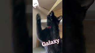 Check out Galaxy our adorably charming feline having a blast CuteCats PlayfulPets [upl. by Yme437]